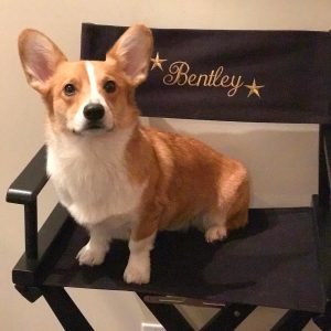 Bentley the Corgi actor stars in Dirk Gentley